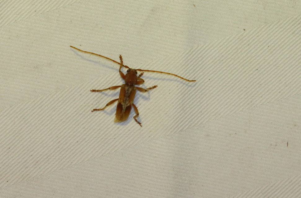 Trichoferus pallidus - sápadt éjicincér