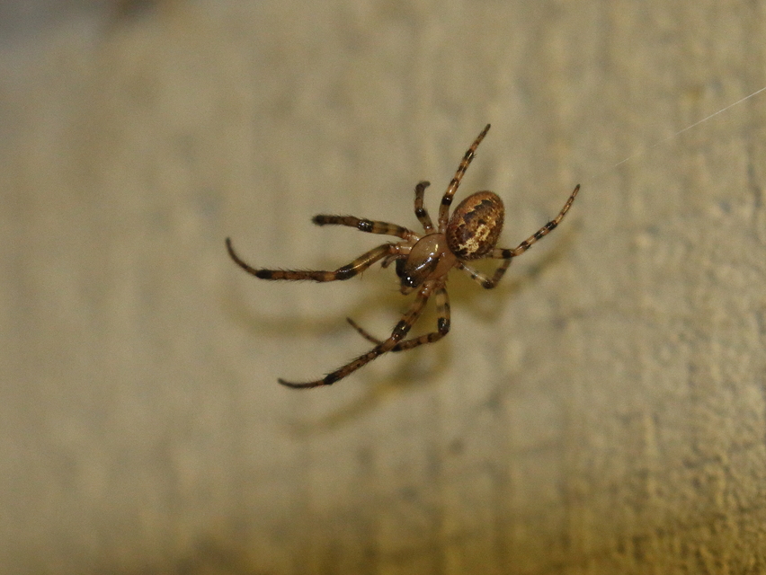 Leviellus