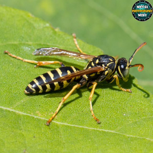 Polistes dominulus - déli papírdarázs