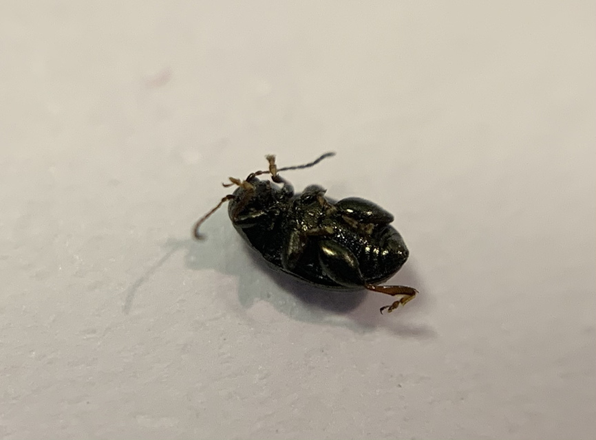 Chaetocnema arenacea - homoki pázsitfű-földibolha Chaetocnema arenacea - homoki pázsitfű-földibolha