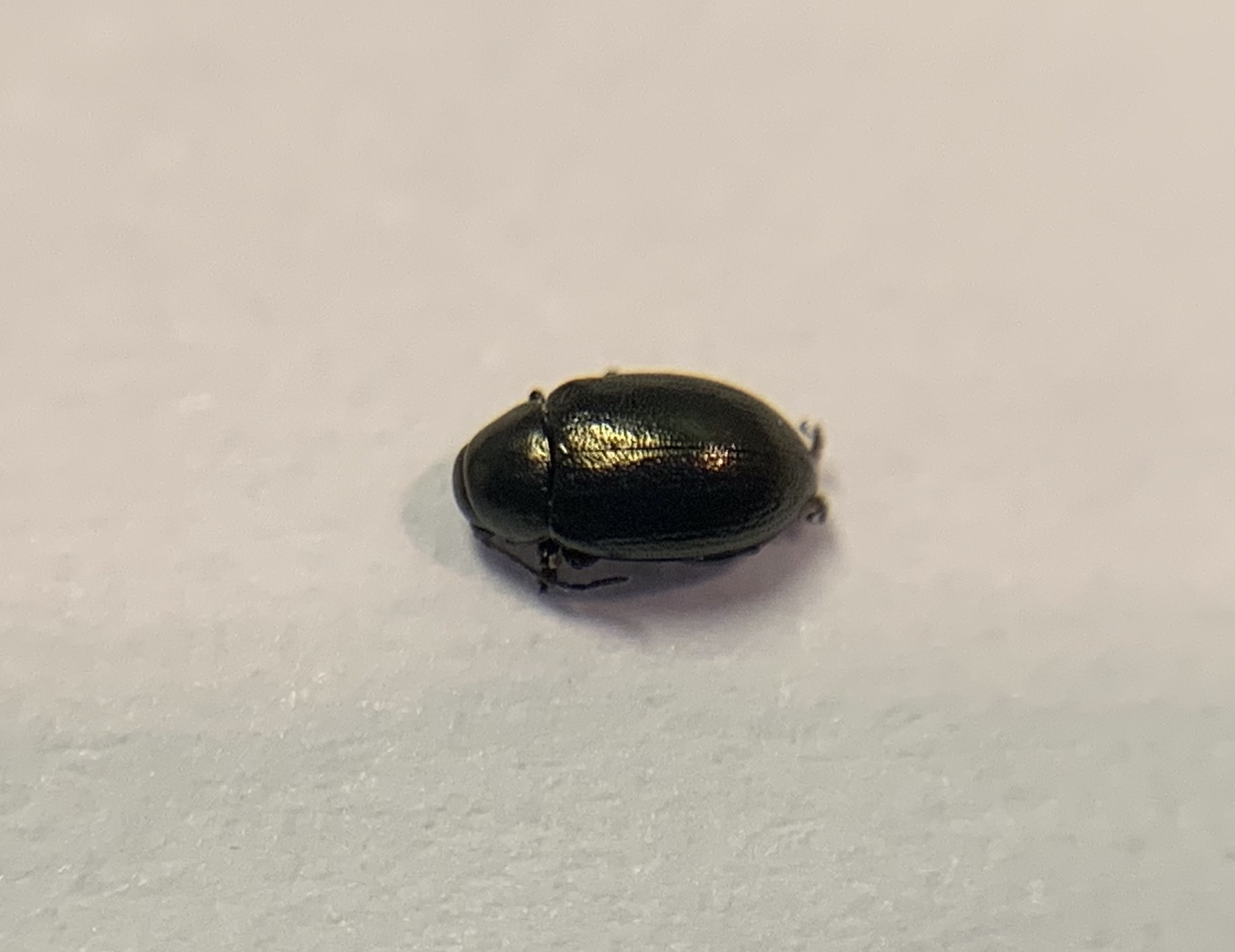 Chaetocnema arenacea - homoki pázsitfű-földibolha