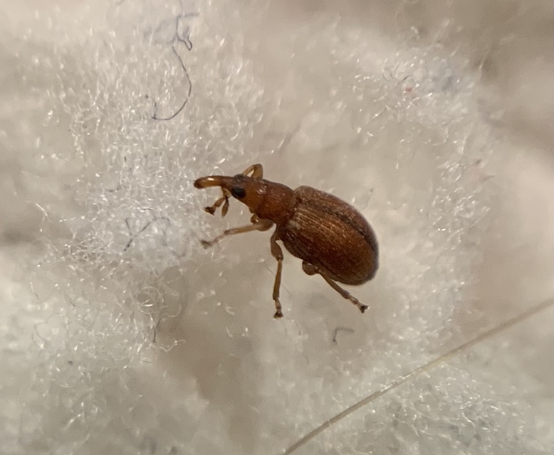 Apion cruentatum - vérpiros cickányormányos