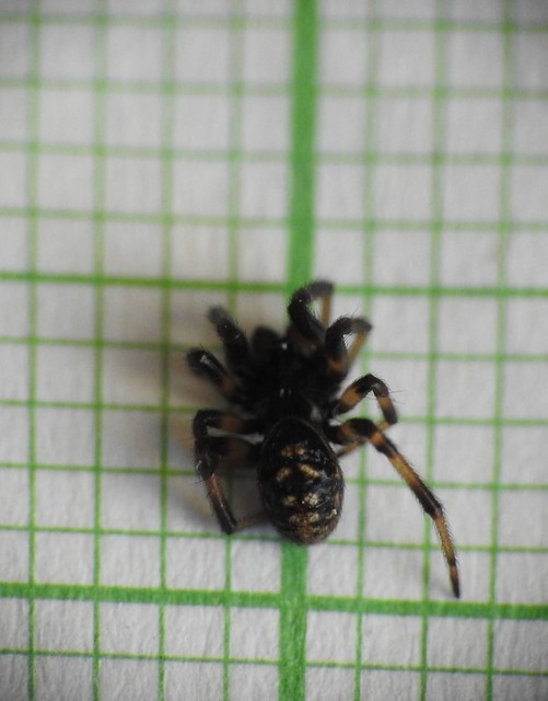 Steatoda albomaculata - koszorús törpepók