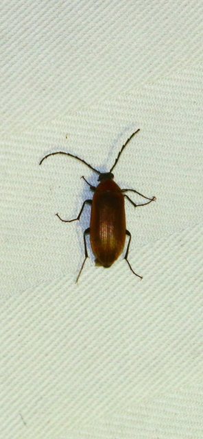Pseudocistela ceramboides - narancssárga alkonybogár