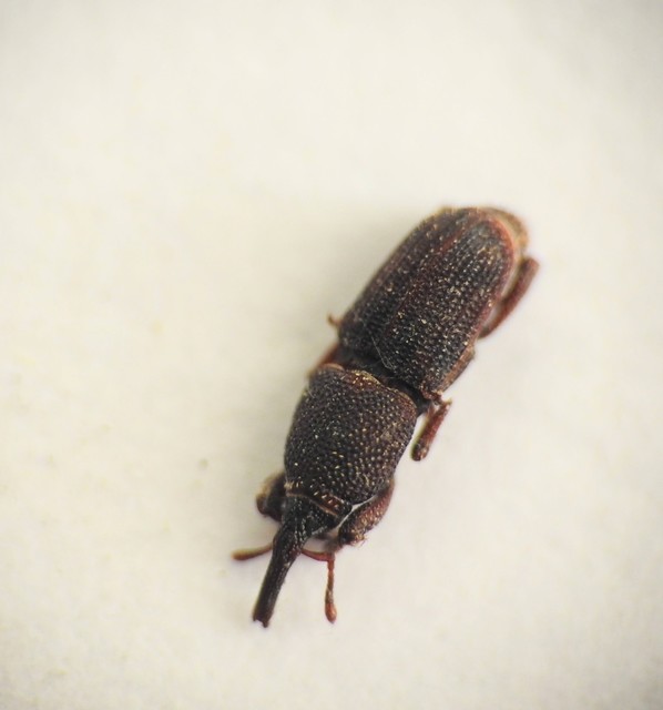 Sitophilus
