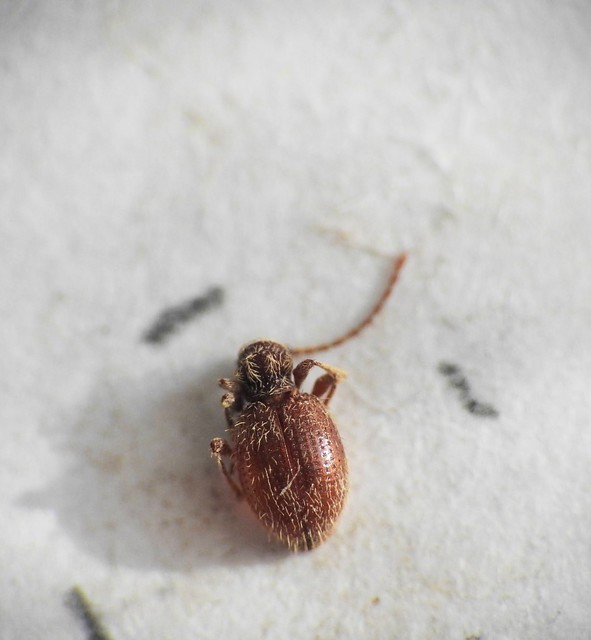 Ptinus latro - egyszínű tolvajbogár