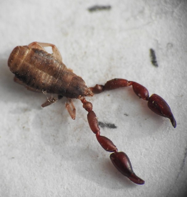 Pseudoscorpionida - Álskorpiók
