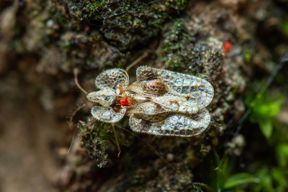 Corythucha arcuata - tölgy-csipkéspoloska