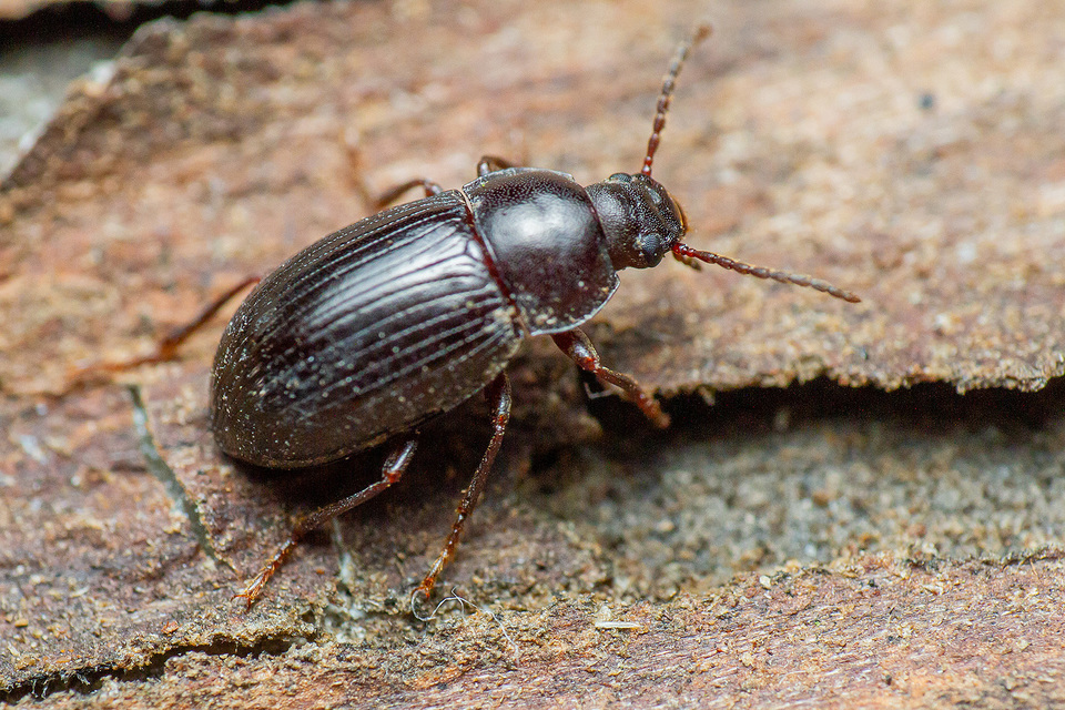 Nalassus dermestoides - rövidszárnyú gyászbogár