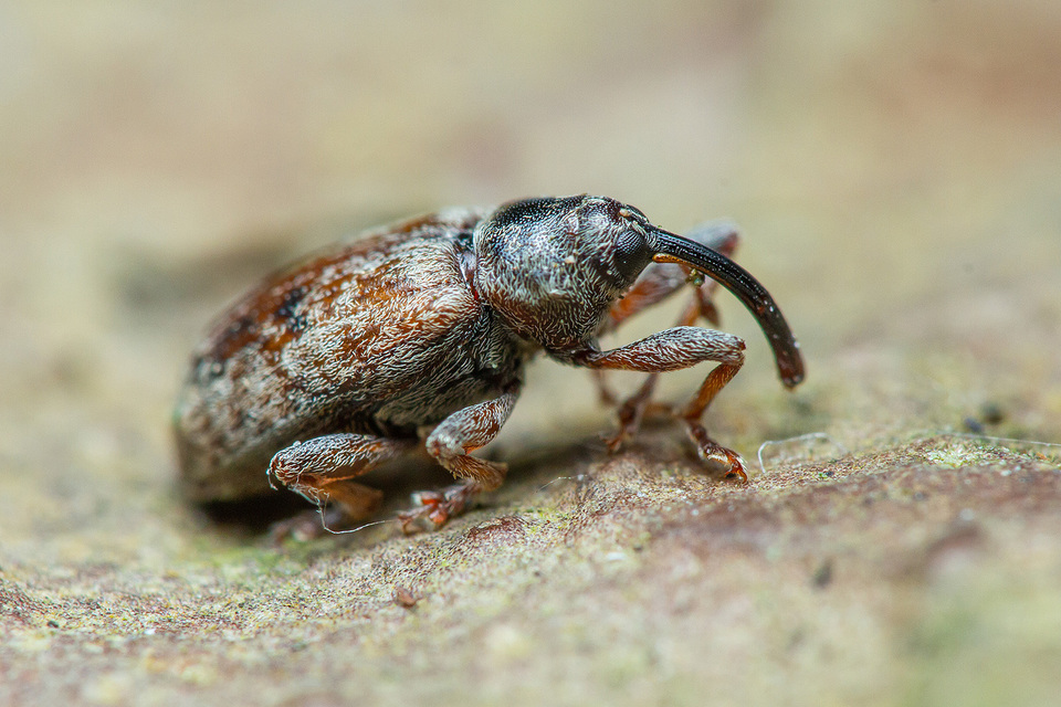 Dorytomus longimanus - kétalakú hangormányos