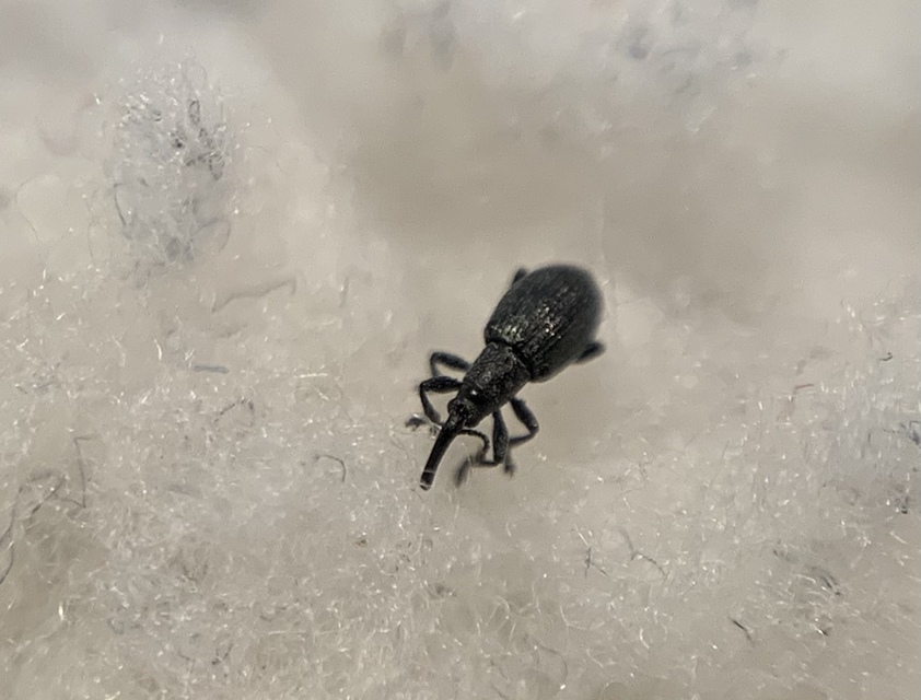 Diplapion confluens - vésetthomlokú cickányormányos