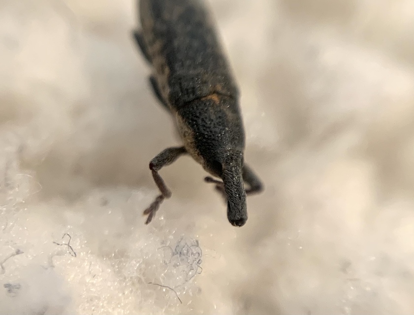 Lixus subtilis - disznóparéj-dudvabarkó