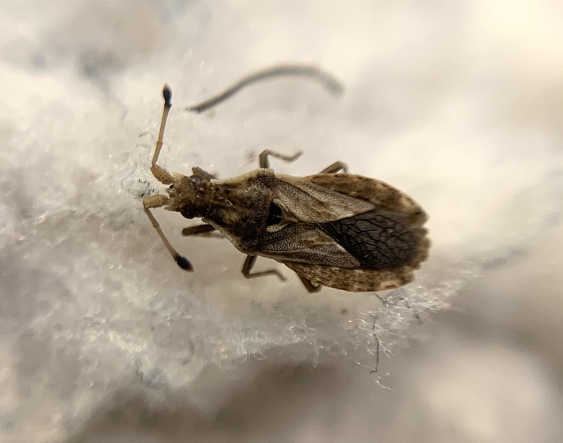 Spathocera tuberculata