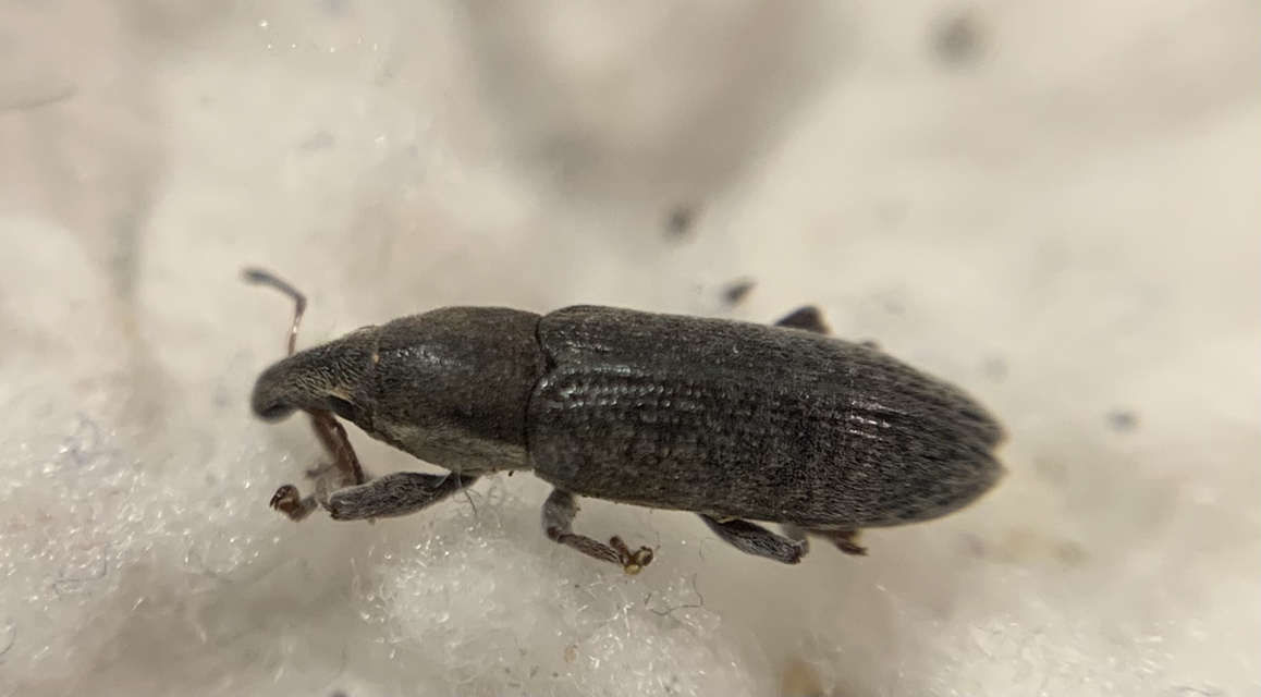 Lixus cinerascens - hamvas dudvabarkó