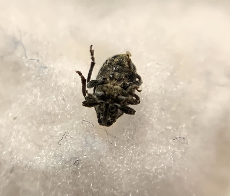 Glocianus pilosellus - szőrös gömbdedormányos