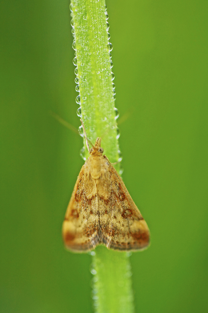 Pyrausta despicata - réti bíbormoly Pyrausta despicata - réti bíbormoly
