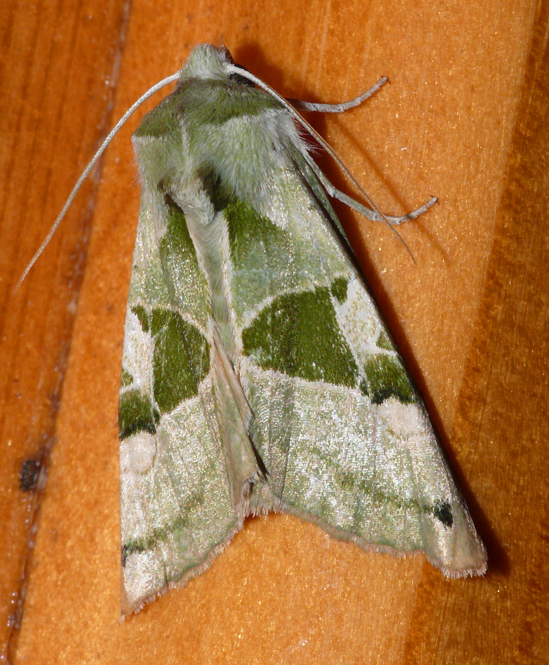 Phlogophora scita - halványzöld csipkésbagoly