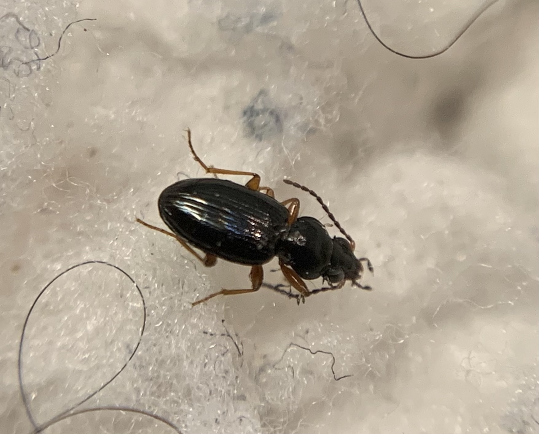 Bembidion neresheimeri - Neresheimer-gyorsfutó