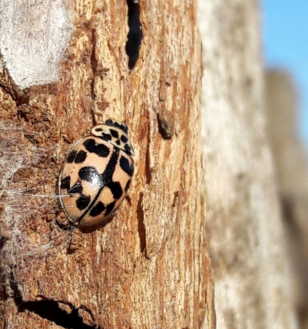 Oenopia conglobata - rózsás katica