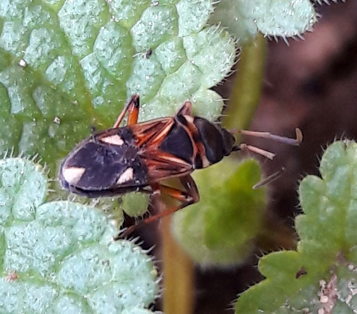 Raglius alboacuminatus - tarka díszesbodobács