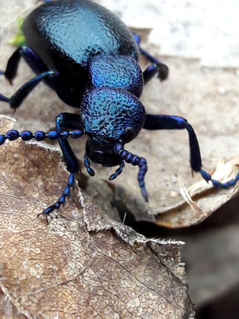 Meloe violaceus - kék nünüke