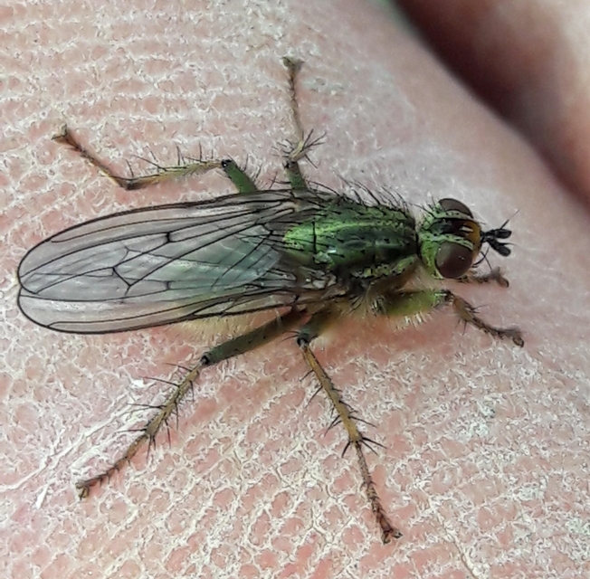Scathophaga stercoraria - közönséges trágyalégy