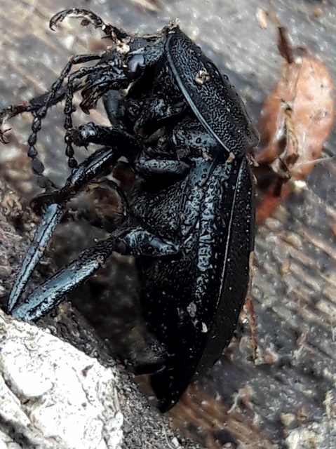 Phosphuga atrata - bordás csigarabló