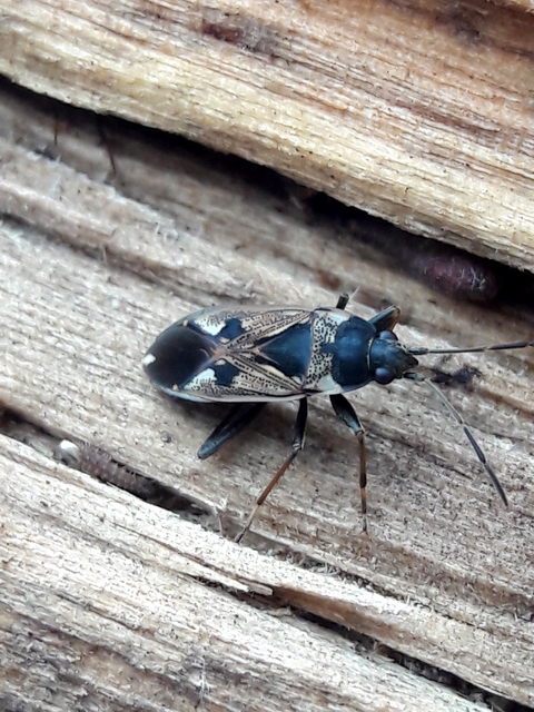 Rhyparochromus vulgaris - közönséges díszesbodobács