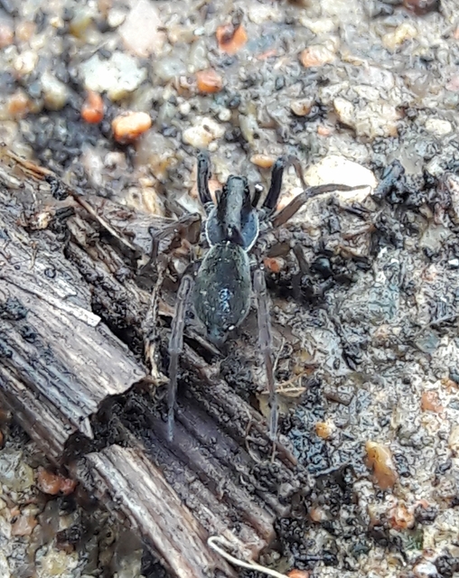 Aulonia albimana - fehérkezű farkaspók