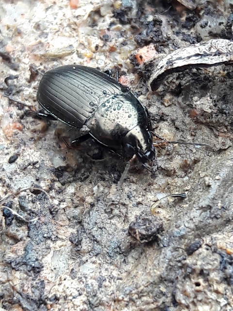 Amara similata - gyakori közfutó Amara similata - gyakori közfutó