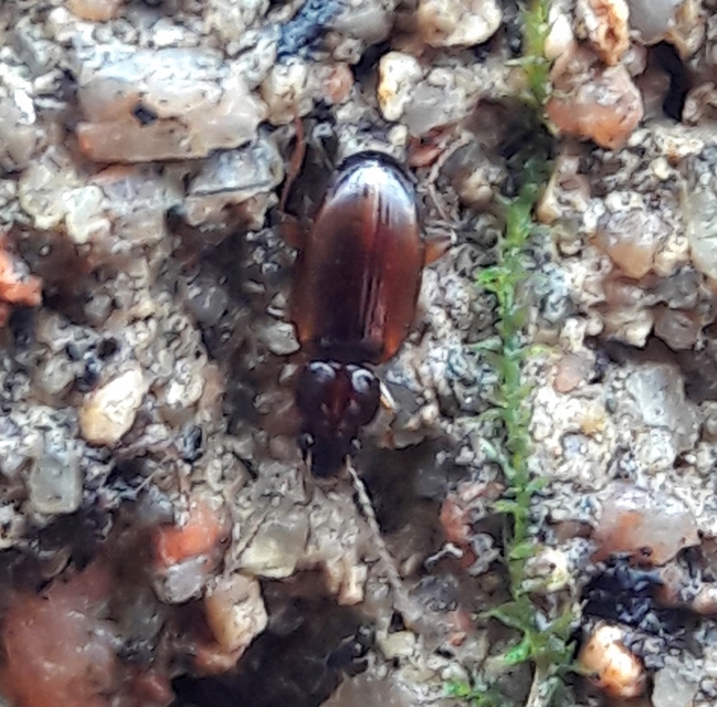 Trechus quadristriatus - közönséges fürgefutonc