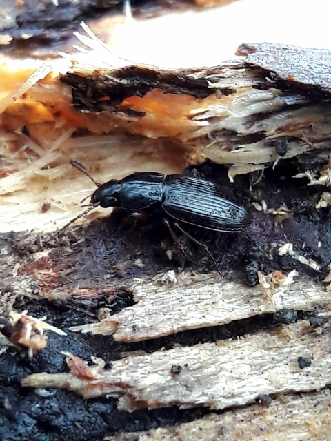 Pterostichus melas - fényes gyászfutó