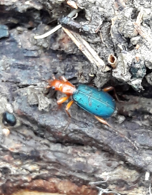 Brachinus crepitans - nagy pöfögőfutrinka