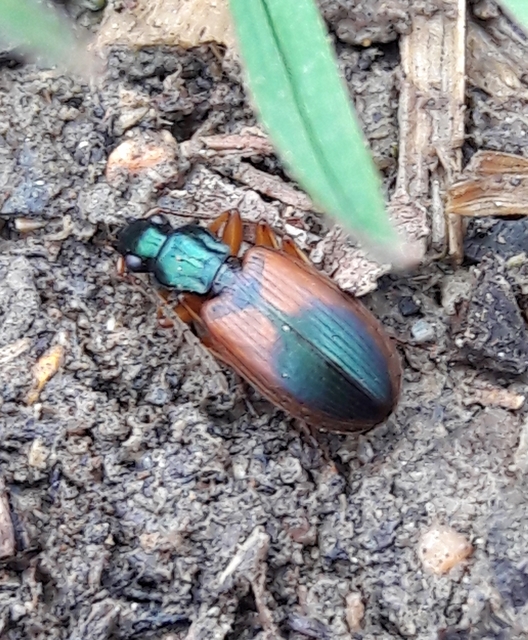 Anchomenus dorsalis - hátfoltos kisfutó