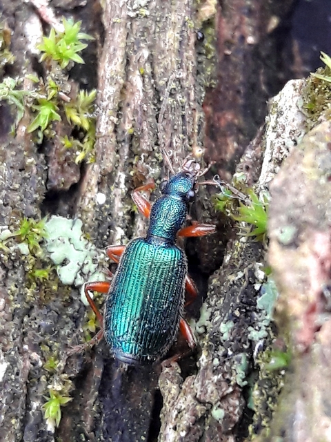 Drypta dentata - atlaszfutó