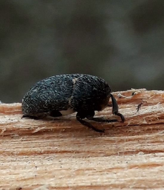 Dermestes laniarius - gyászos porva