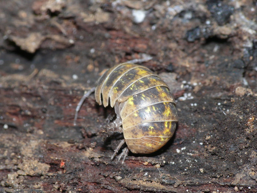 Armadillidium