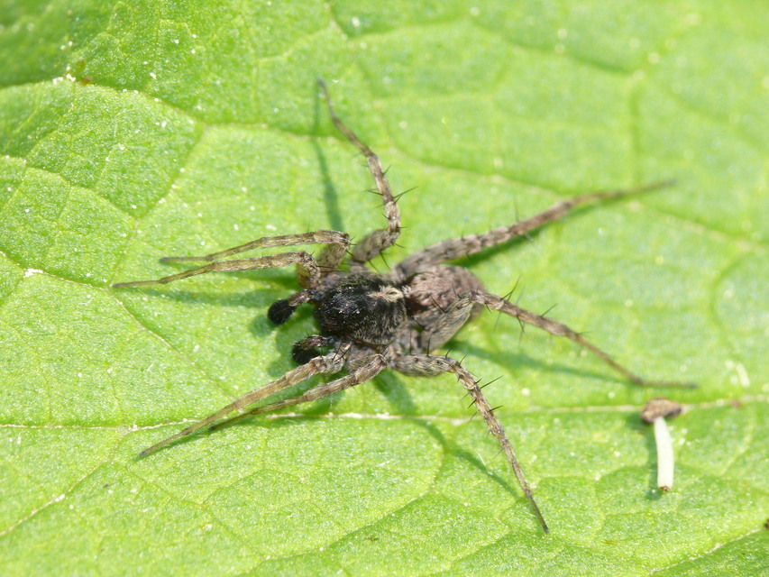 Pardosa