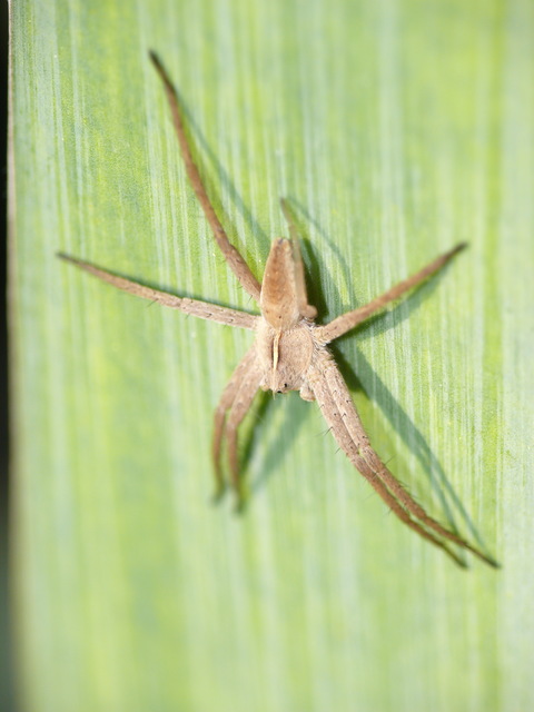 Pisaura mirabilis - csodáspók