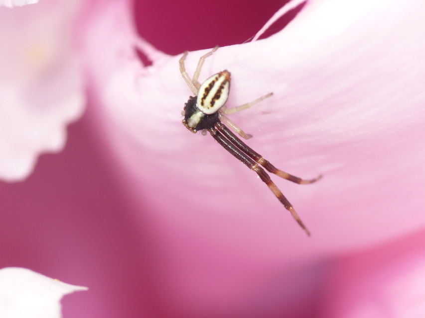Misumena vatia - viráglakó karolópók