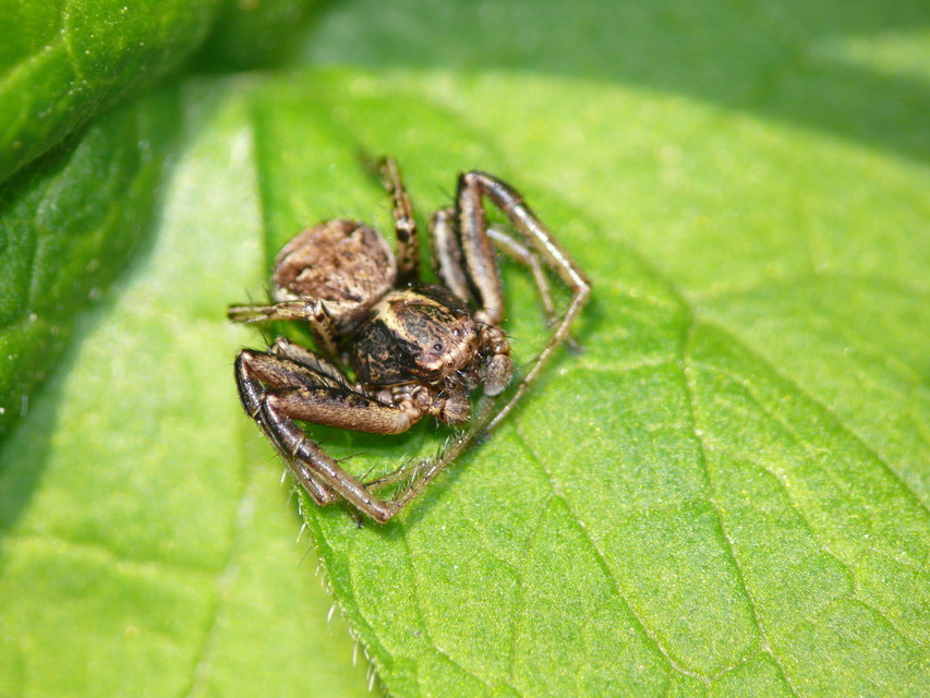 Xysticus