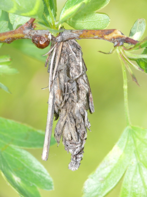 Psychidae - csőzsákos-molyfélék