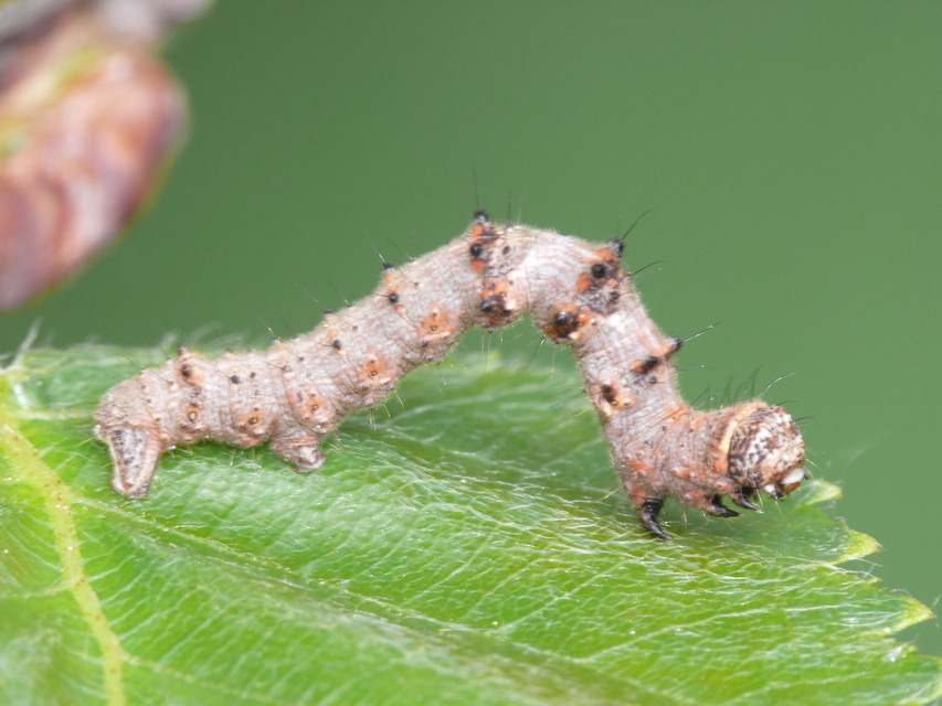 Apocheima pilosaria - zöldes tavasziaraszoló