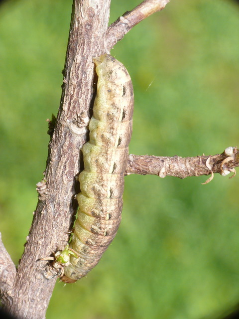 Noctua pronuba - nagy sárgafűbagoly