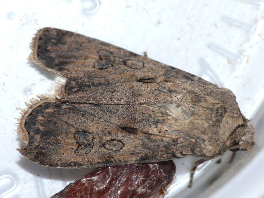 Agrotis segetum - vetési földibagoly