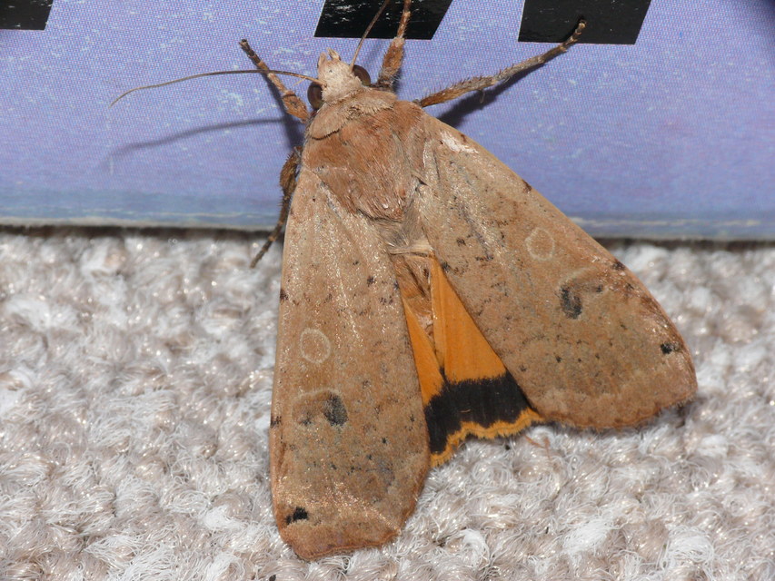 Noctua pronuba - nagy sárgafűbagoly