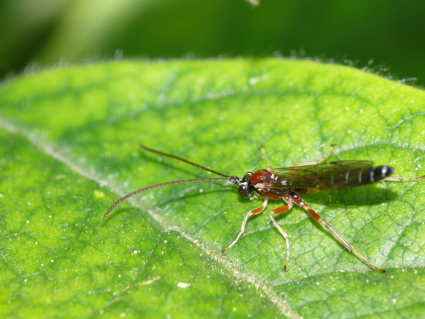 Hymenoptera - Hártyásszárnyúak