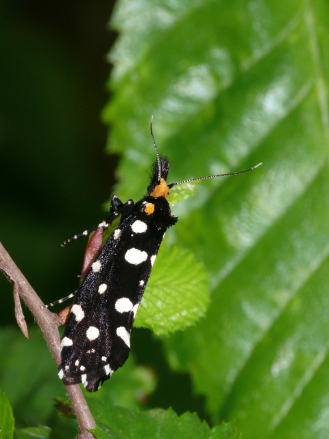 Euplocamus anthracinalis - fésűscsápú korhadékmoly
