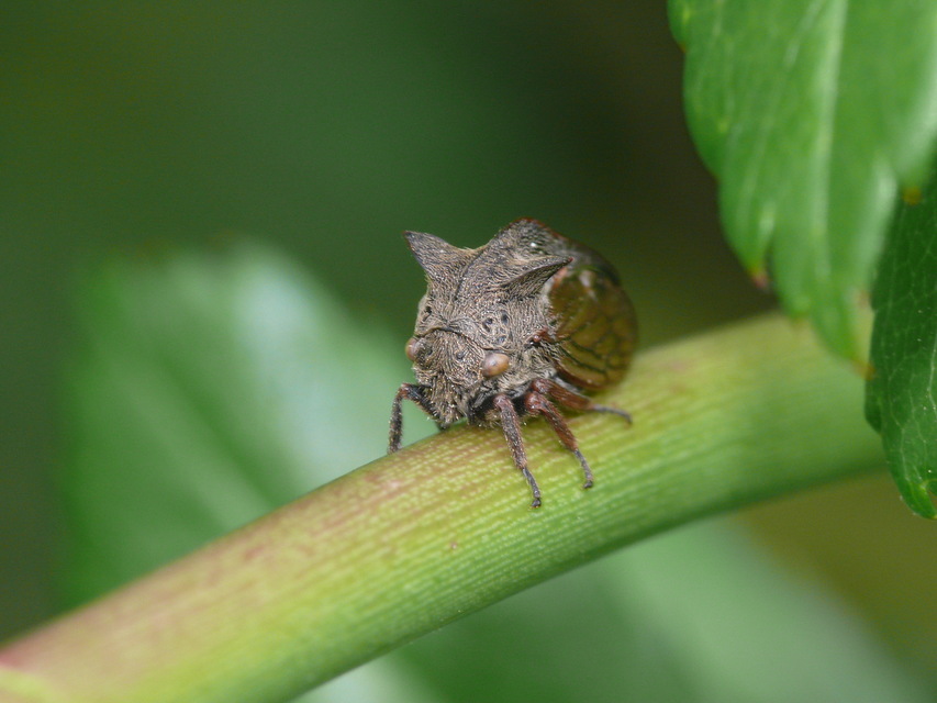 Centrotus cornutus - szarvaskabóca