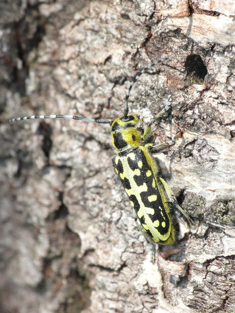 Saperda scalaris - létracincér